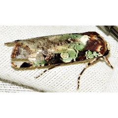 /filer/webapps/moths/media/images/I/ignicollis_Mentaxya_A_Braun_18.jpg