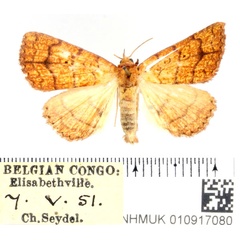 /filer/webapps/moths/media/images/T/tritonias_Raparnodes_AM_BMNH.jpg