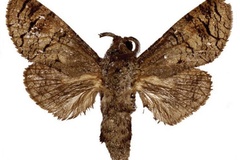 Afrikanetz schouteni