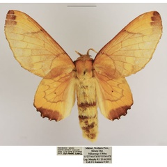 /filer/webapps/moths/media/images/S/superba_Theophasida_AF_TMSA.jpg