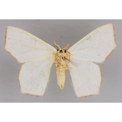 /filer/webapps/moths/media/images/P/palimpais_Xenochroma_A_ZSM_02.jpg