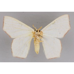 /filer/webapps/moths/media/images/P/palimpais_Xenochroma_A_ZSM_02.jpg