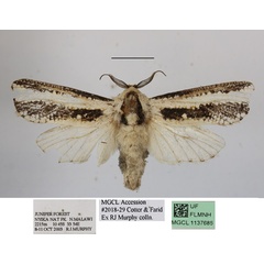 /filer/webapps/moths/media/images/A/atrifasciata_Azygophleps_AM_MGCLa_01.JPG