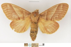 Bombycopsis venosa