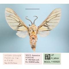 /filer/webapps/moths/media/images/R/rubrostriata_Callobalacra_A_MGCLa_01.JPG