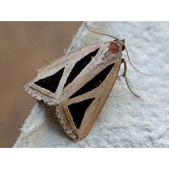 /filer/webapps/moths/media/images/P/pusilla_Chalciope_A_Voaden_02.jpg