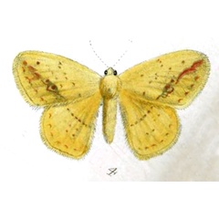 /filer/webapps/moths/media/images/C/citrina_Chrysopoloma_STF_Druce_38-4.jpg