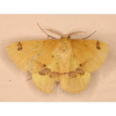 /filer/webapps/moths/media/images/S/subapicata_Lhommeia_M_Heyns_01.jpg