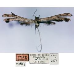 /filer/webapps/moths/media/images/P/proterischna_Platypyilia_HT_RMCA.jpg