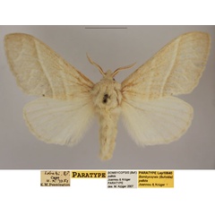 /filer/webapps/moths/media/images/P/pallida_Bombycopsis_PTF_TMSA.jpg