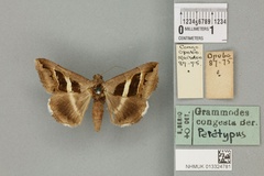 /filer/webapps/moths/media/images/C/congesta_Grammodes_PTF_BMNH_01a.jpg