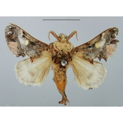 /filer/webapps/moths/media/images/M/myxa_Odontocheilopteryx_AM_TMSA.jpg