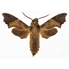 /filer/webapps/moths/media/images/W/wollastoni_Temnora_AM_Basquin_02a.jpg