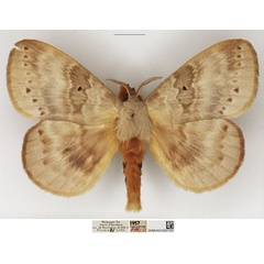 /filer/webapps/moths/media/images/G/goliath_Closterothrix_AM_NHMUK_02.jpg