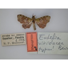 /filer/webapps/moths/media/images/V/viridacea_Eutelia_HT_RMCA_01.jpg