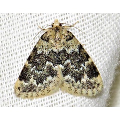 /filer/webapps/moths/media/images/L/larentiodes_Tegiapa_A_Braun_07.jpg