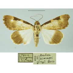 /filer/webapps/moths/media/images/Z/zimmeri_Audea_HT_MSNM.jpg