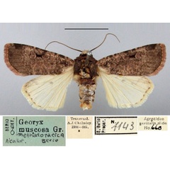 /filer/webapps/moths/media/images/M/metathoracica_Georyx_NAT_BMNH.jpg