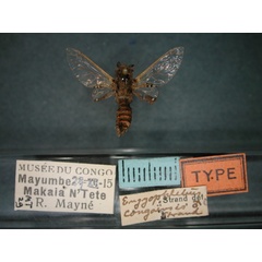 /filer/webapps/moths/media/images/C/congoensis_Eulophonotus_HT_RMCA_01.jpg