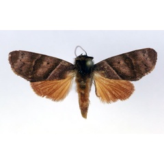 /filer/webapps/moths/media/images/P/paralella_Aiteta_AM_RMCA.jpg