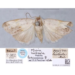 /filer/webapps/moths/media/images/L/lacteola_Micra_PLTF_BMNH.jpg