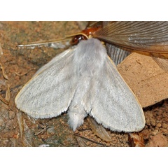 /filer/webapps/moths/media/images/B/bistrigata_Beralade_A_Voaden_01.JPG