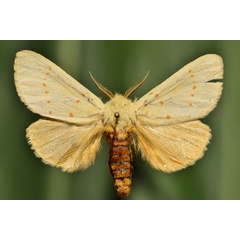/filer/webapps/moths/media/images/C/croceipuncta_Antheua_A_Butler.jpg