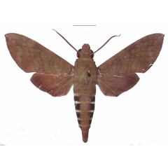 /filer/webapps/moths/media/images/F/funebris_Nephele_AM_EMEM_02.jpg