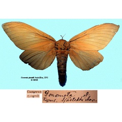 /filer/webapps/moths/media/images/S/sjostedti_Gonometa_HT_SNHMa.jpg