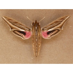 /filer/webapps/moths/media/images/C/celerio_Hippotion_A_Butler.jpg