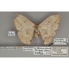 /filer/webapps/moths/media/images/F/flavivitta_Antheroea_HT_OUMNH_02.jpg