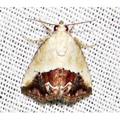 /filer/webapps/moths/media/images/C/caffristis_Maliattha_A_Braun_04.jpg