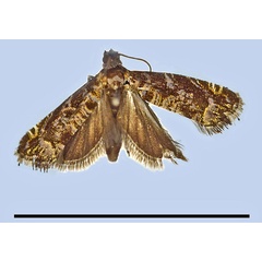 /filer/webapps/moths/media/images/S/splendens_Camptrodoxa_HT_MRSN.jpg