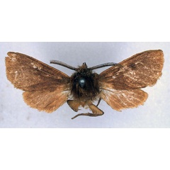 /filer/webapps/moths/media/images/P/postrufescens_Metarctia_HT_BMNH_01.jpg