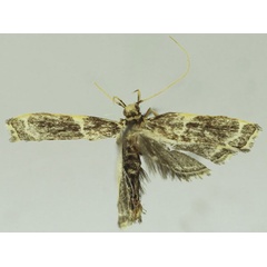 /filer/webapps/moths/media/images/G/gracilinea_Dragmatucha_HT_SDEI.jpg