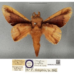 /filer/webapps/moths/media/images/D/deceptrix_Apatelopteryx_LT_BMNH.jpg