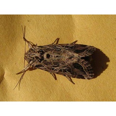 /filer/webapps/moths/media/images/L/littoralis_Spodoptera_A_Goff_02.jpg