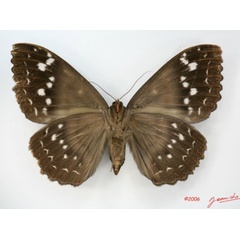 /filer/webapps/moths/media/images/W/walkeri_Erebus_A_Albertb_01.jpg