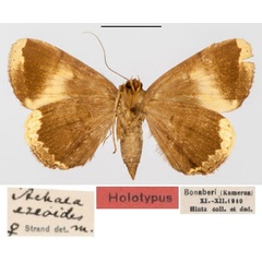 /filer/webapps/moths/media/images/E/ezeoides_Achaea_HT_SDEI_02.jpg