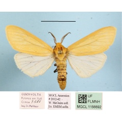 /filer/webapps/moths/media/images/K/karschi_Spilosoma_AM_MGCLa_01.JPG