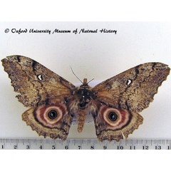 /filer/webapps/moths/media/images/T/thiryi_Gynanisa_AF_OUMNH_02.jpg