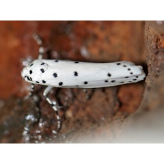 /filer/webapps/moths/media/images/C/coscineutis_Ethmia_A_Voaden_01.jpg