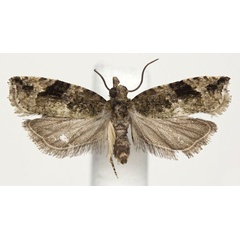 /filer/webapps/moths/media/images/T/taitana_Megaherpystis_AF_USNM.jpg