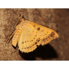 /filer/webapps/moths/media/images/P/pardus_Entomogramma_A_Roland_01.jpg