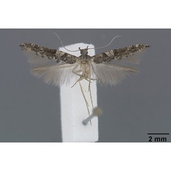 /filer/webapps/moths/media/images/T/tenuipennella_Epermenia_HT_NHMO.jpg