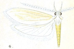 Hypercallia sincera