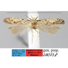 /filer/webapps/moths/media/images/A/alfonsi_Paraspectris_HT_ZMHB_f18kXhP.jpg