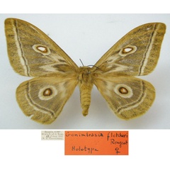 /filer/webapps/moths/media/images/F/fletcheri_Gonimbrasia_HT_NHMUKa.jpg