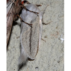 /filer/webapps/moths/media/images/P/perobliqua_Beralade_A_Roland_02.jpg