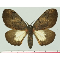 /filer/webapps/moths/media/images/D/ducorpsi_Micragone_AF_Basquin.jpg